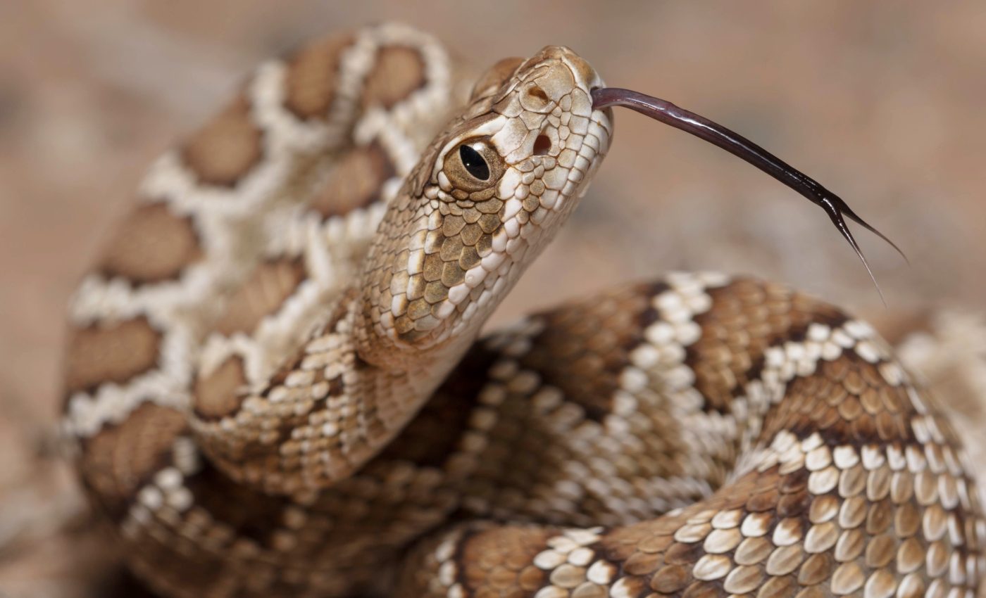Rattlesnakes develop simpler venom when living on bigger islands