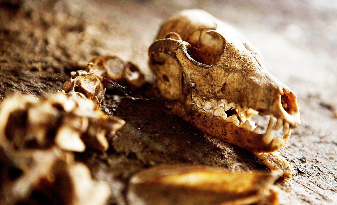 A 16,000-year-old dog skeleton has been found, showing the first link between humans and dogs