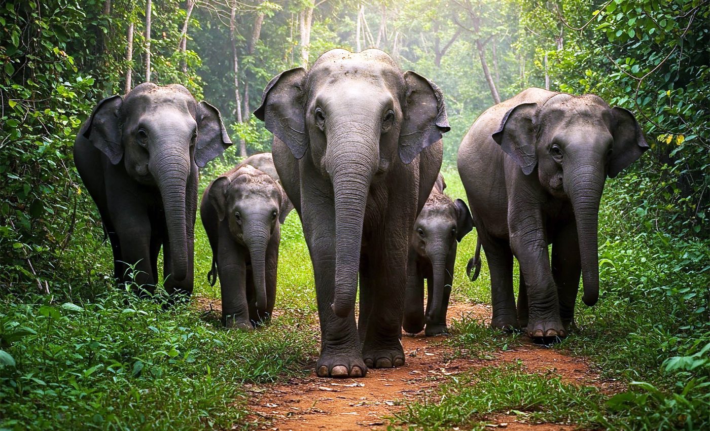 Activity in Earth's mantle created a land bridge that animals traversed