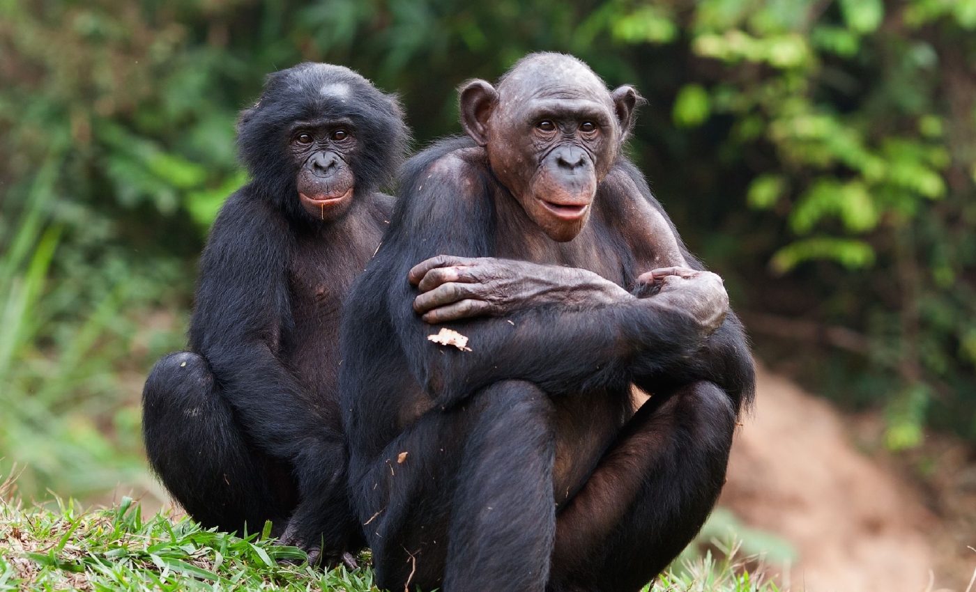 Female bonobos stay in charge even though males are stronger