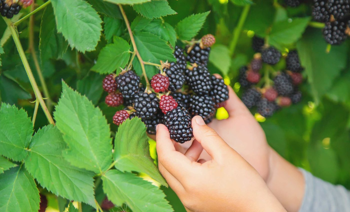 Blackberries may soon be thornless, thanks to genetic breakthroughs