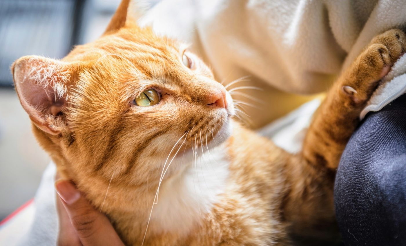 Why some cats make excellent therapy animals