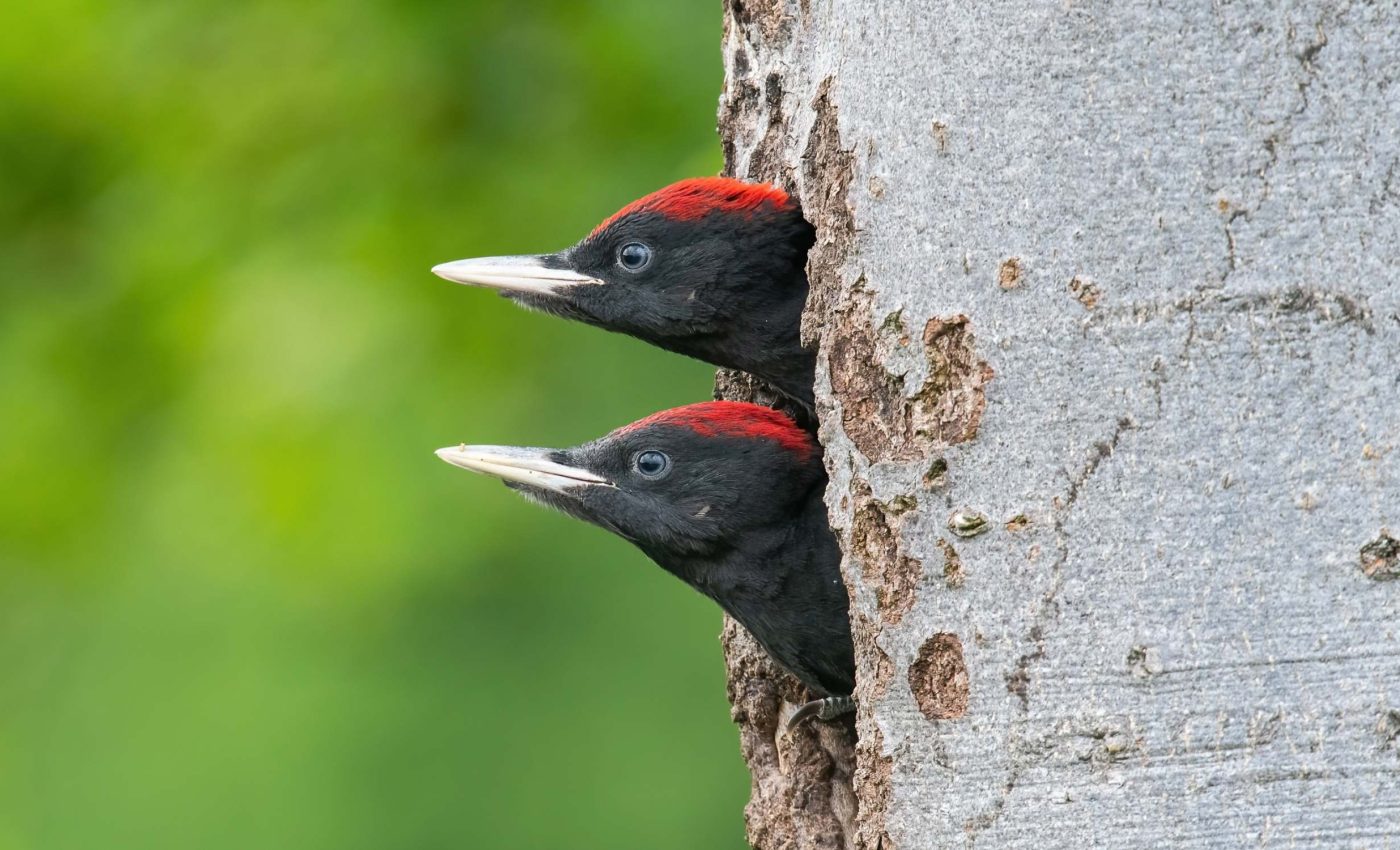 Nature might repeat evolution under pressure