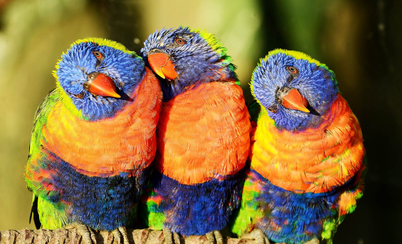 Birds are declining fastest where they were once common