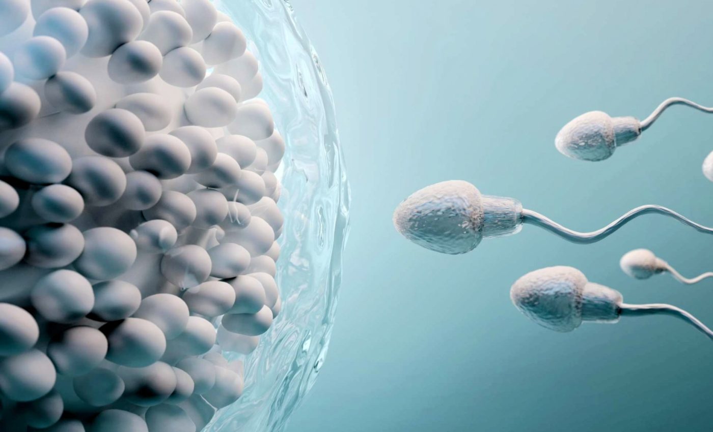 Sperm have a heat-activated switch that may be key to fertility