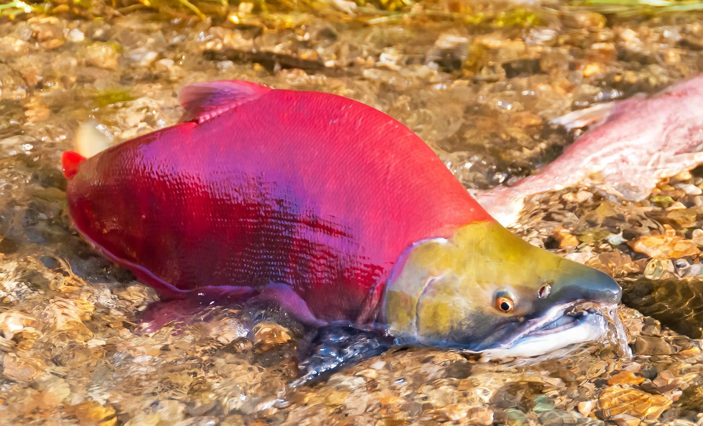 Many young salmon break the typical migration rules, boosting survival chances