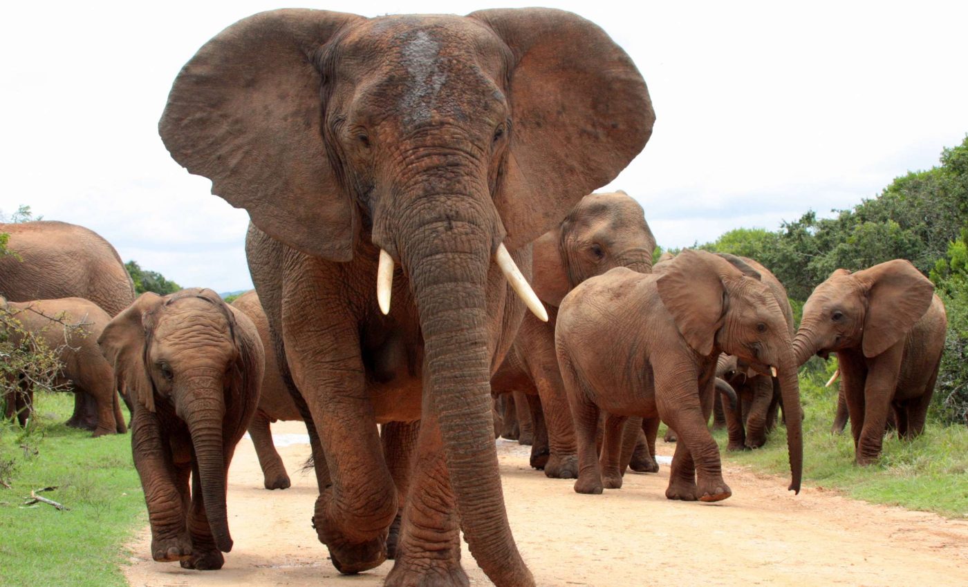 Elephant culture could be lost forever if elders disappear