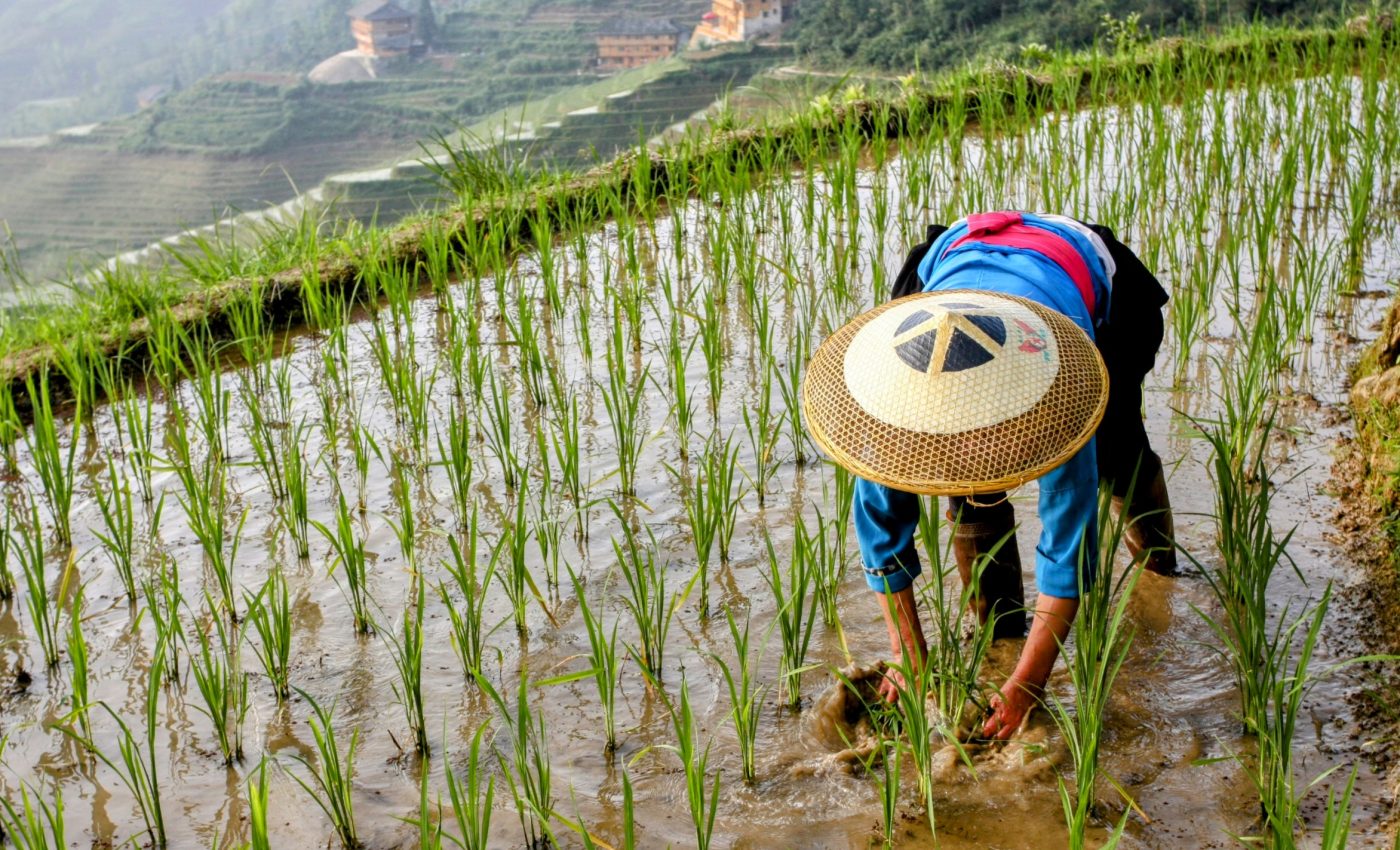 Feeding the world without harming nature: The complex balance of farming