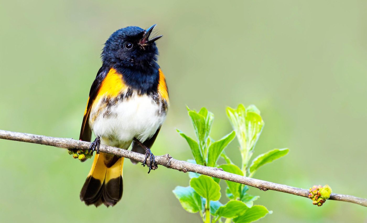 Some birds can sing loudly without raising the pitch, something humans can't do