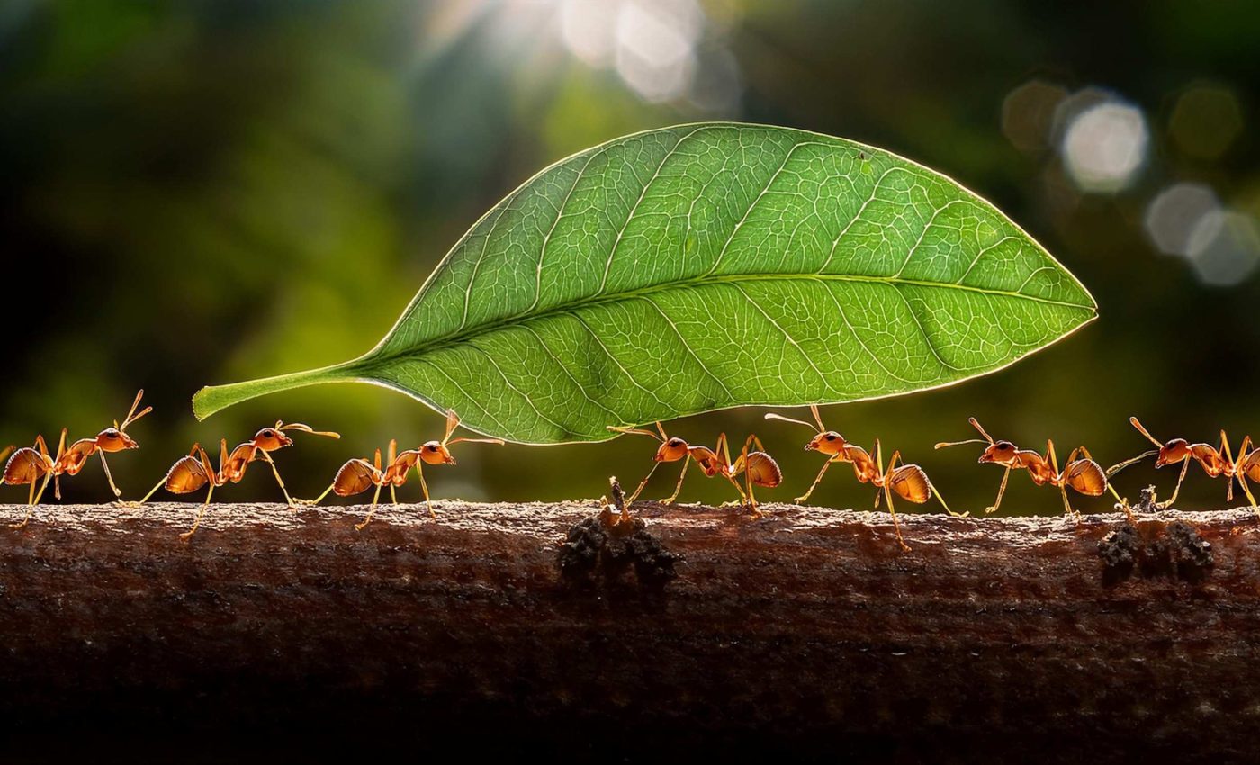 Earth's quiet engineers: What happens when common ant species disappear?