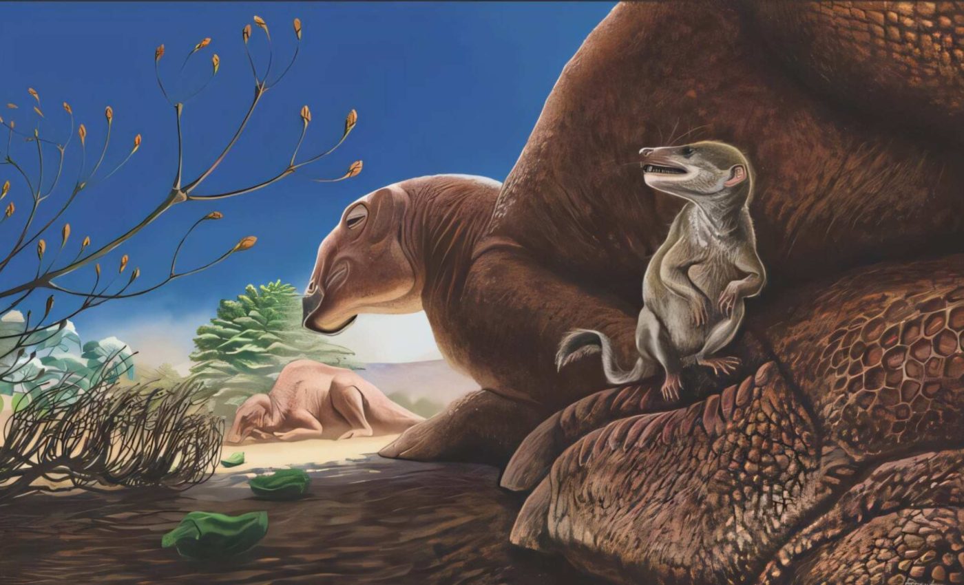 Jaw fossil reveals fruit-eating mammal from the dinosaur age
