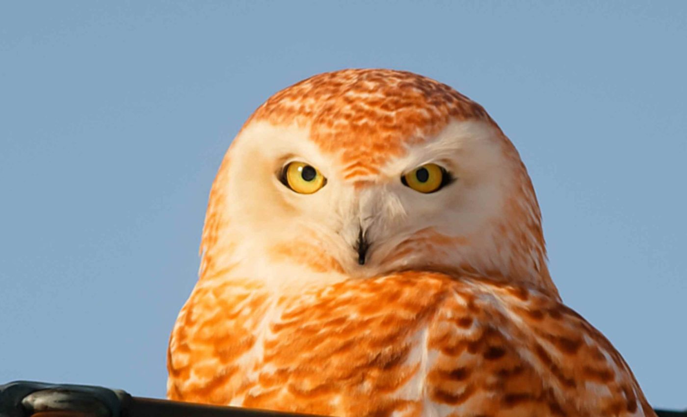 Photographer captures a rare snowy owl that intrigues scientists because of its genetic mutation