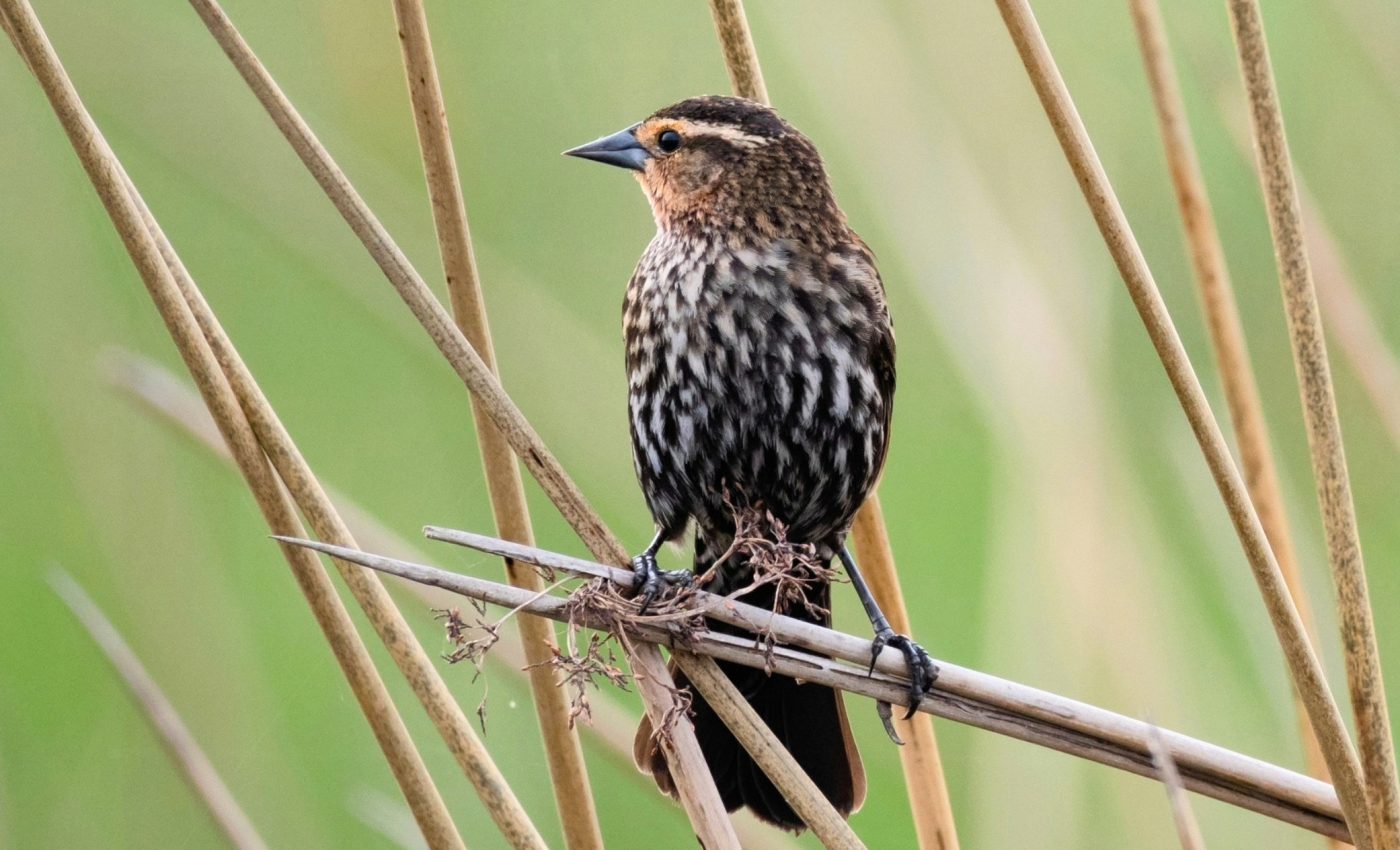 Mercury pollution makes it hard for sparrows to find a partner
