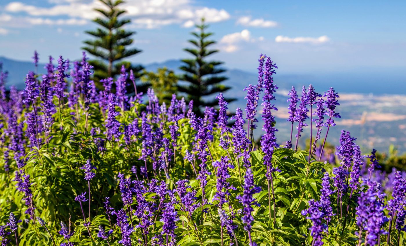 Mountain plants are not safe from rapid climate change