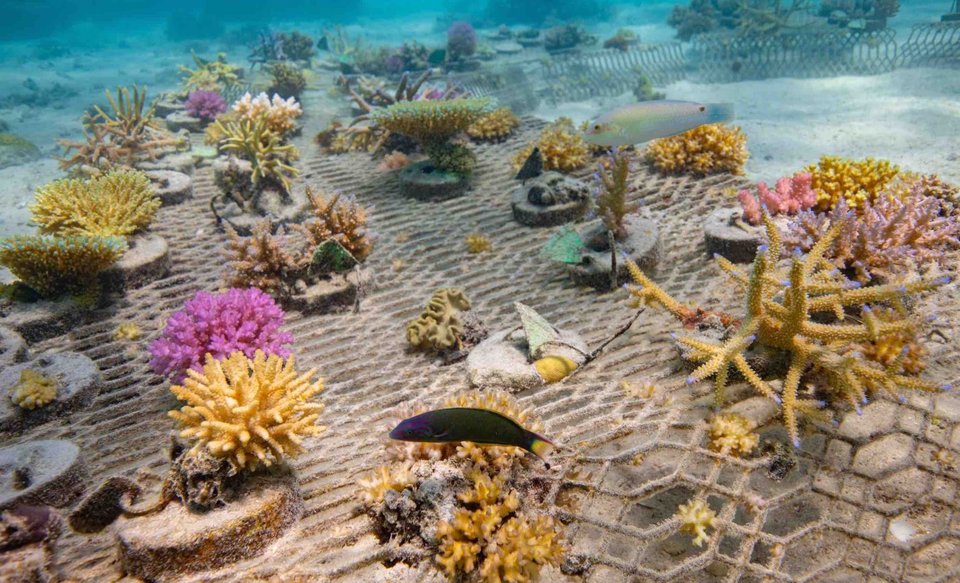 Ocean floor restoration could make or break 2030 goals