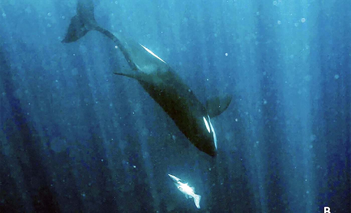 Deep-sea photos capture killer whales attacking a rare prickly shark for the first time ever