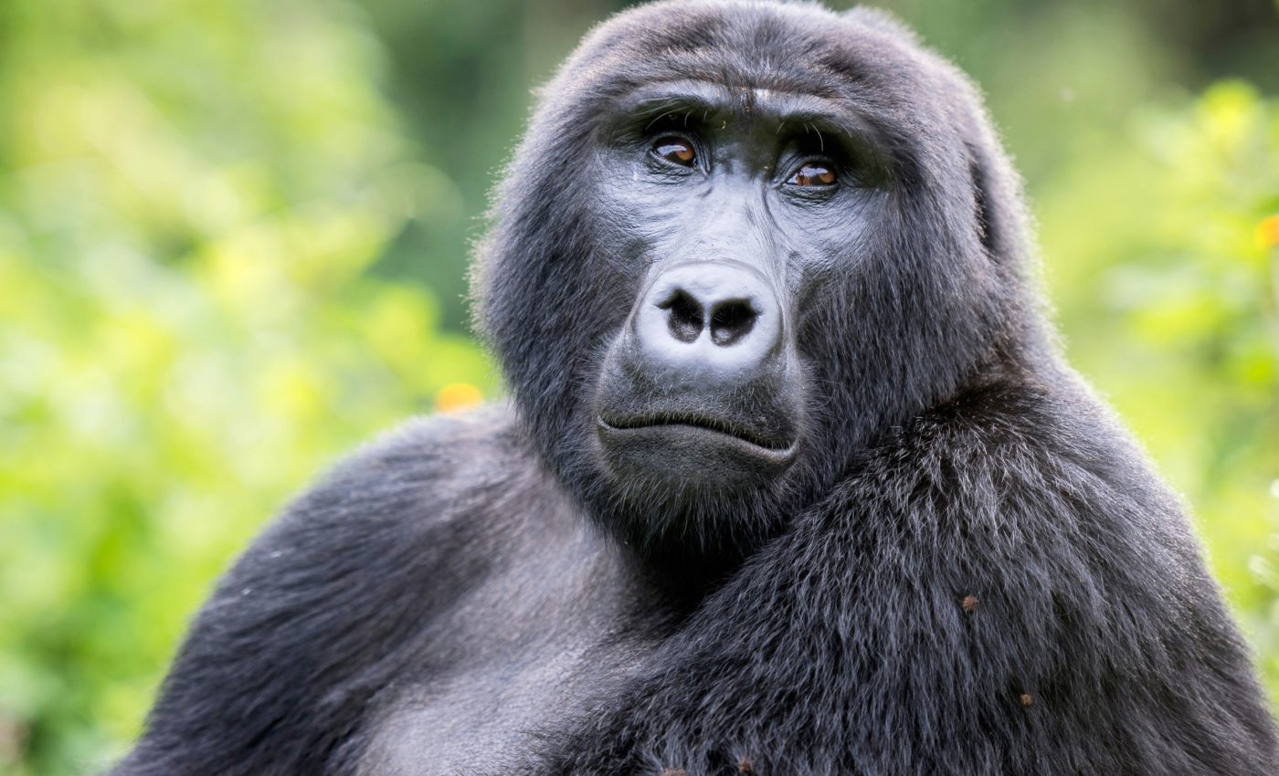 Some gorillas get sick from being 'too social'