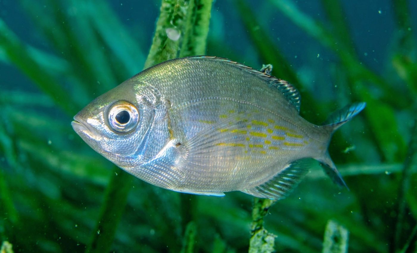 Fish are quietly battling climate change on the seabed