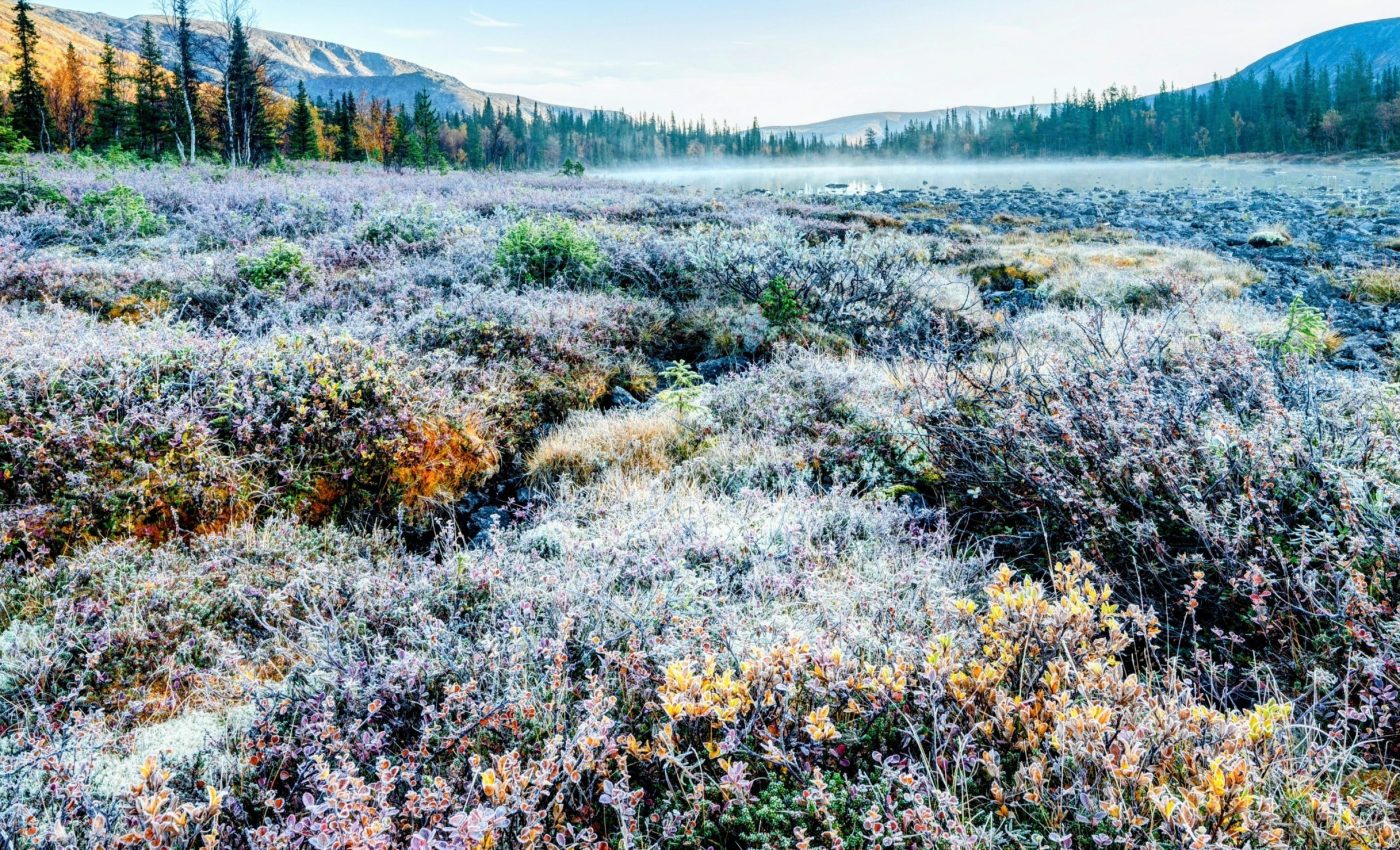 Arctic plant alert: Rising shrubs and vanishing meadows