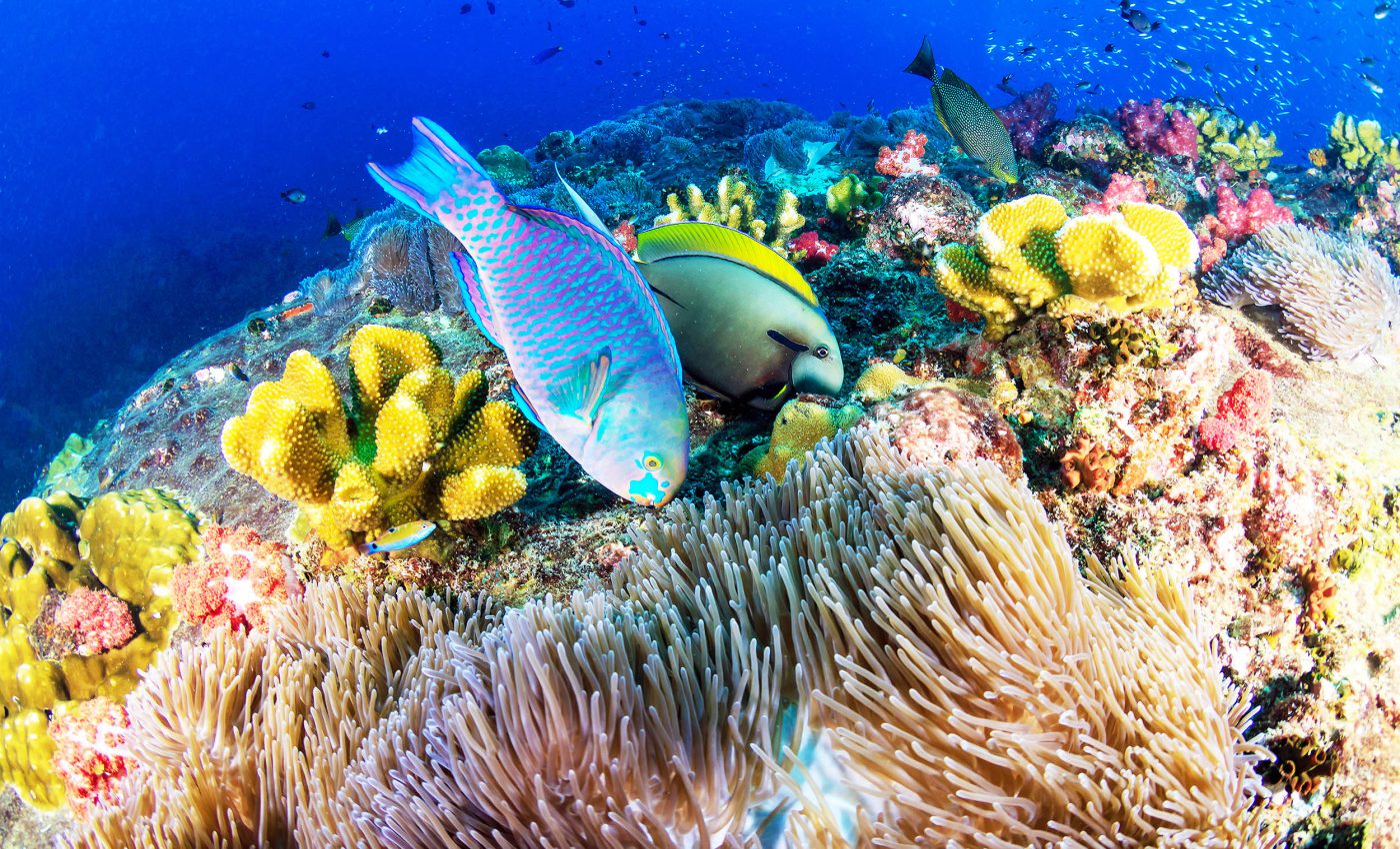 What 'grazing halos' and parrotfish reveal about coral reef health