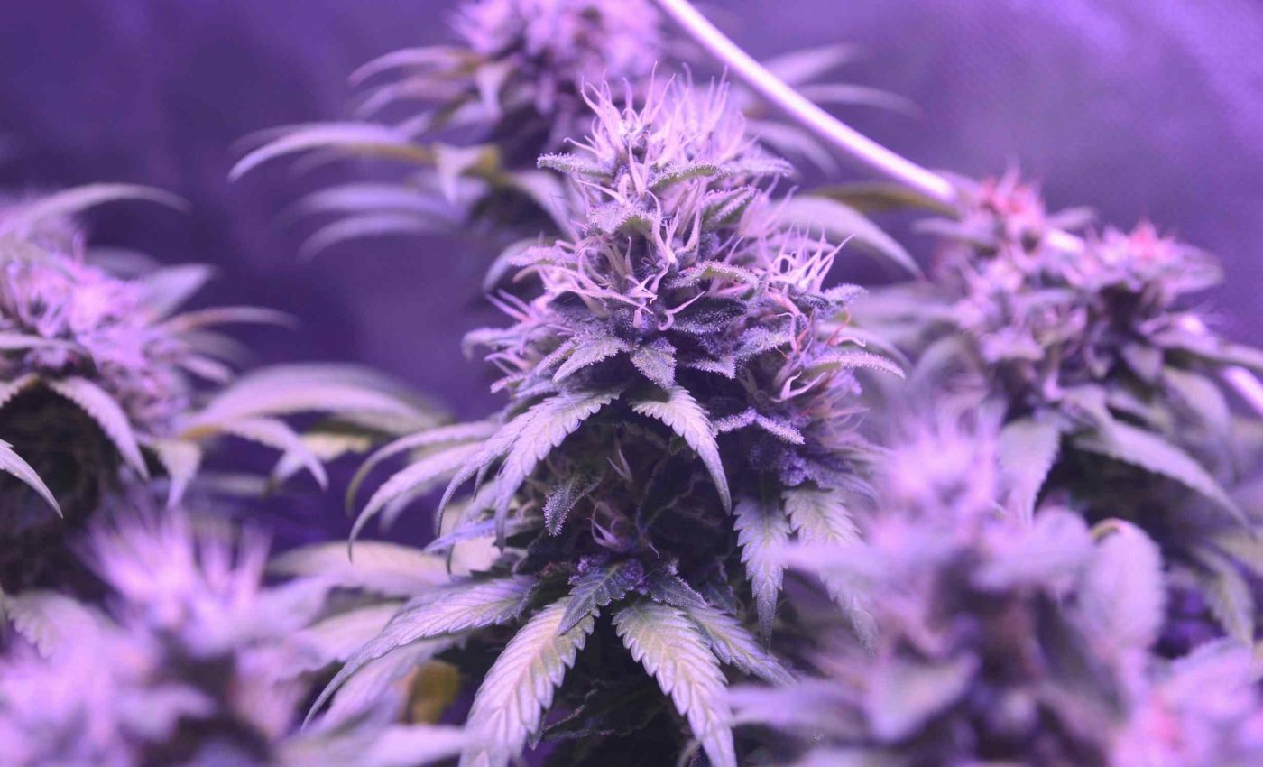 20-year study of 1,000 adults reveals how marijuana alters DNA