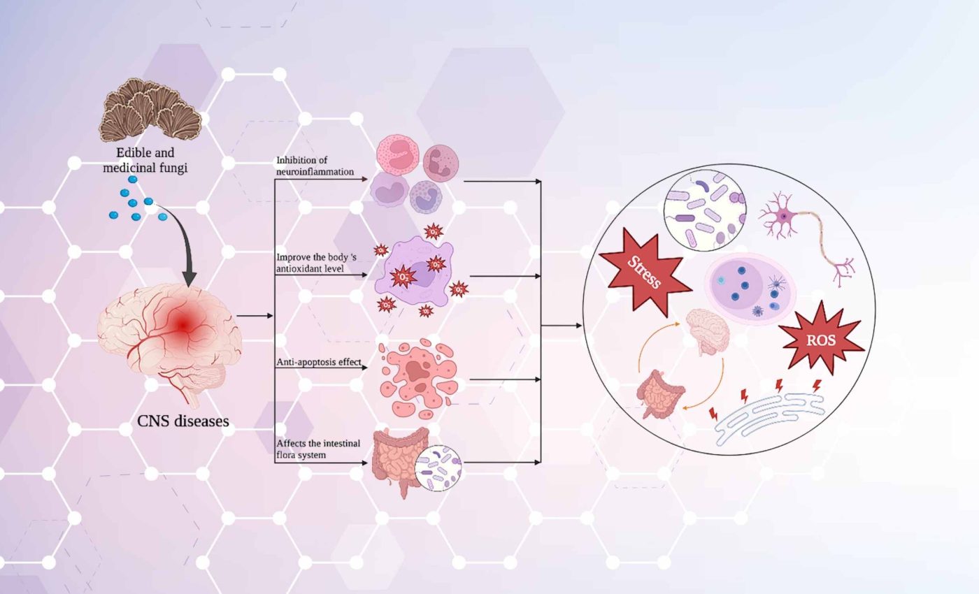 Chinese scientists identify medicinal fungi with potential to slow down nervous system diseases
