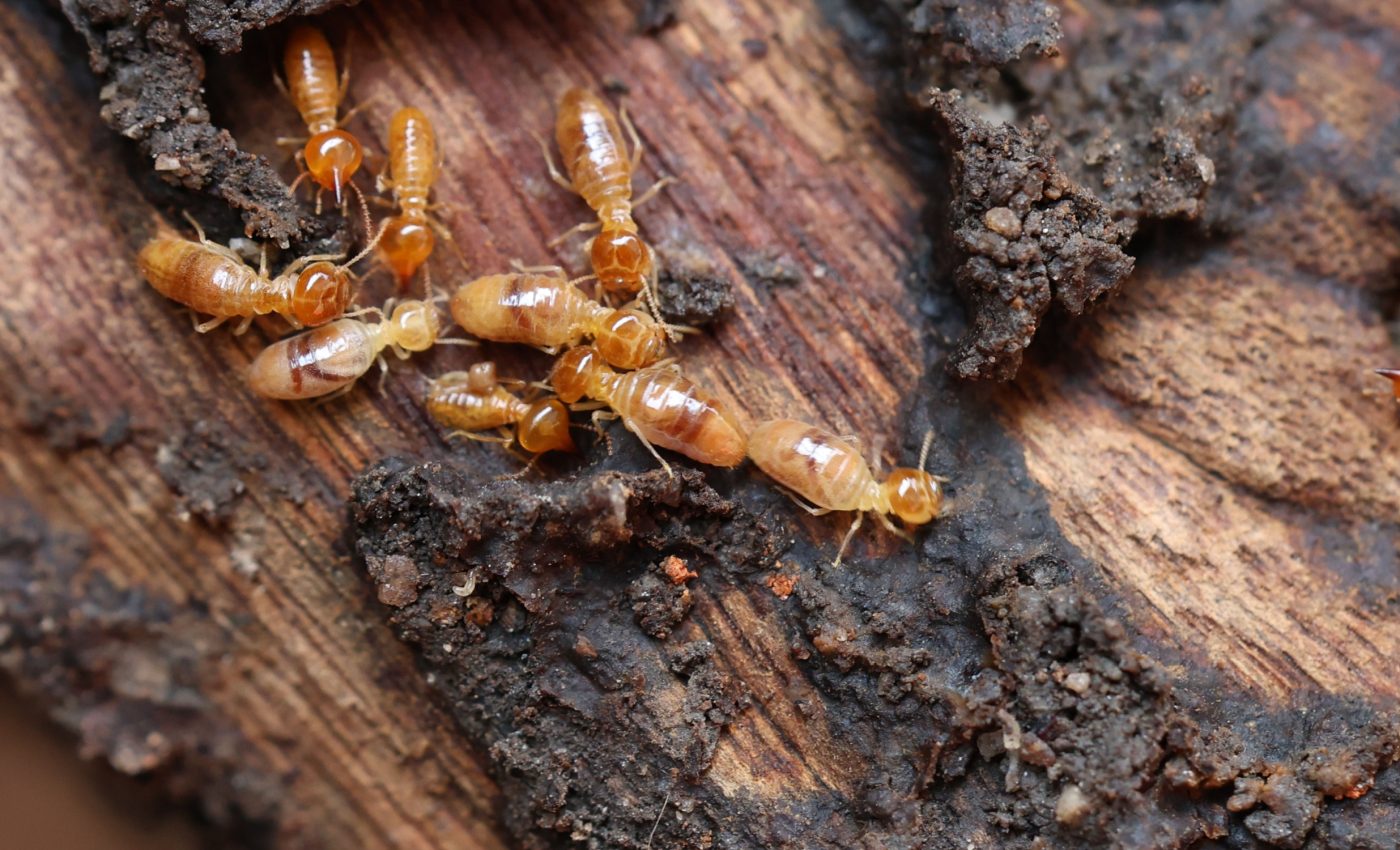 Termites play an unexpected role in rainforest revival