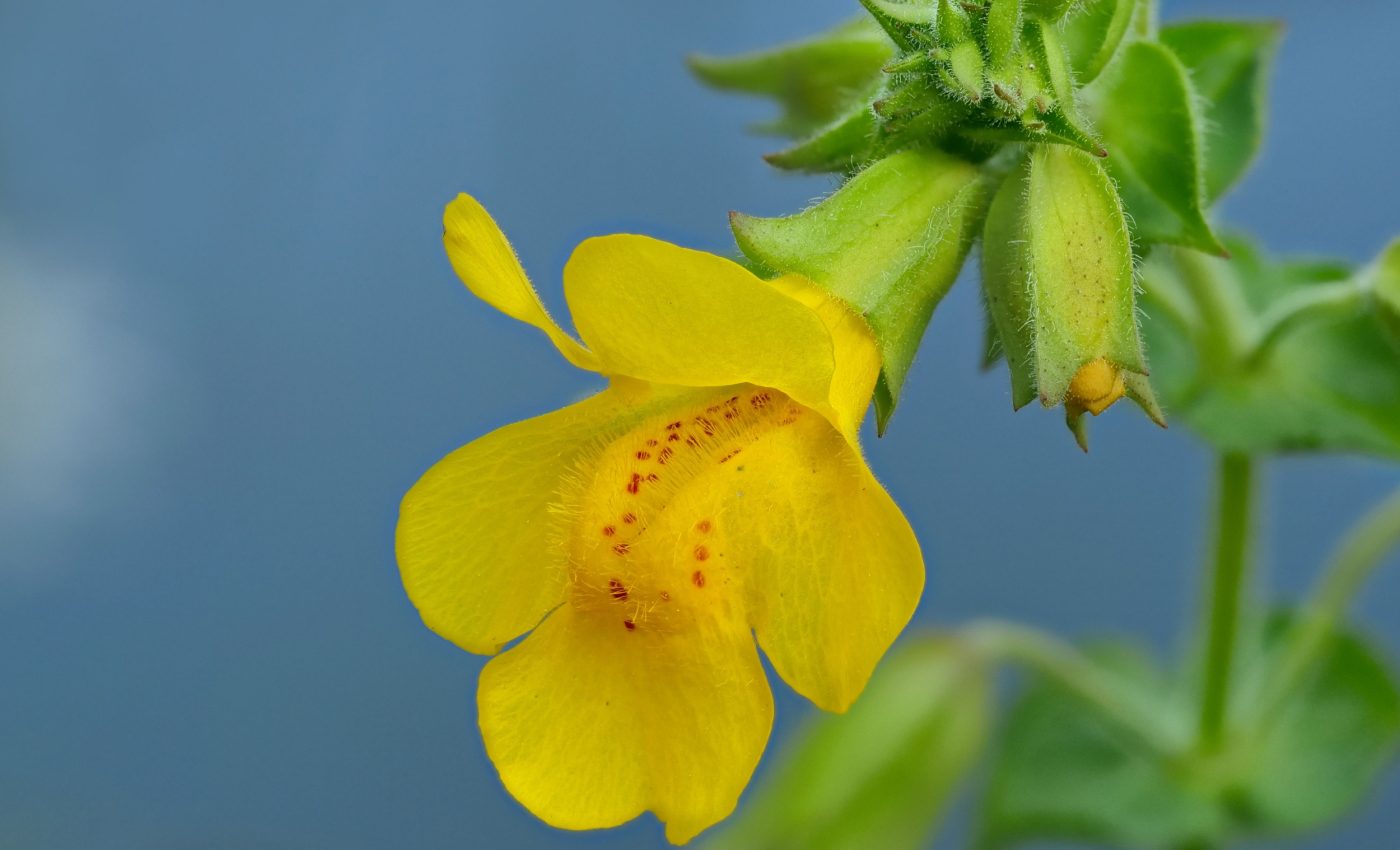 These wildflowers changed color to attract bees