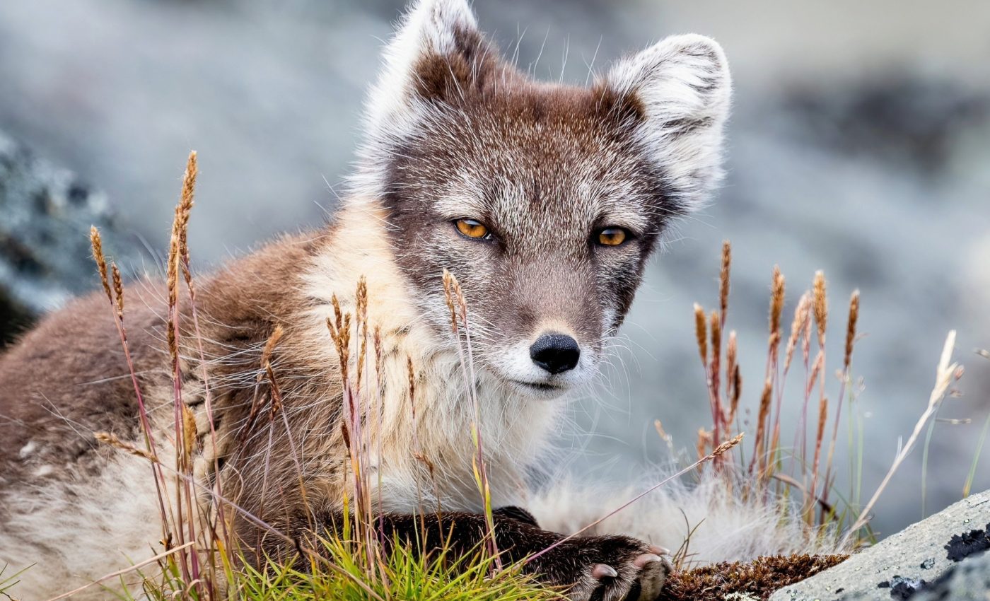 Arctic climate will permanently change by 2050, scientists warn