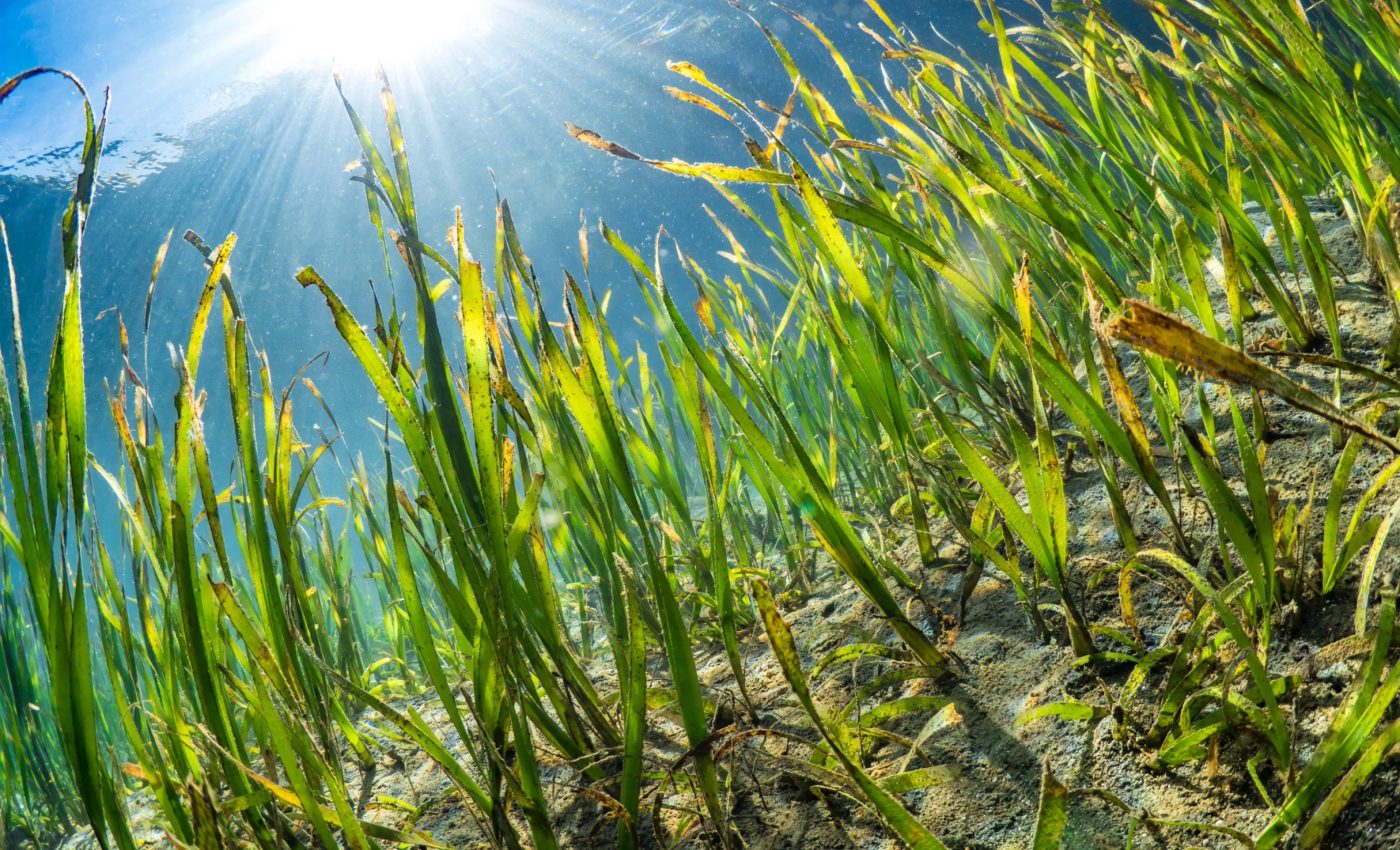Seagrass plays a major role in global carbon storage