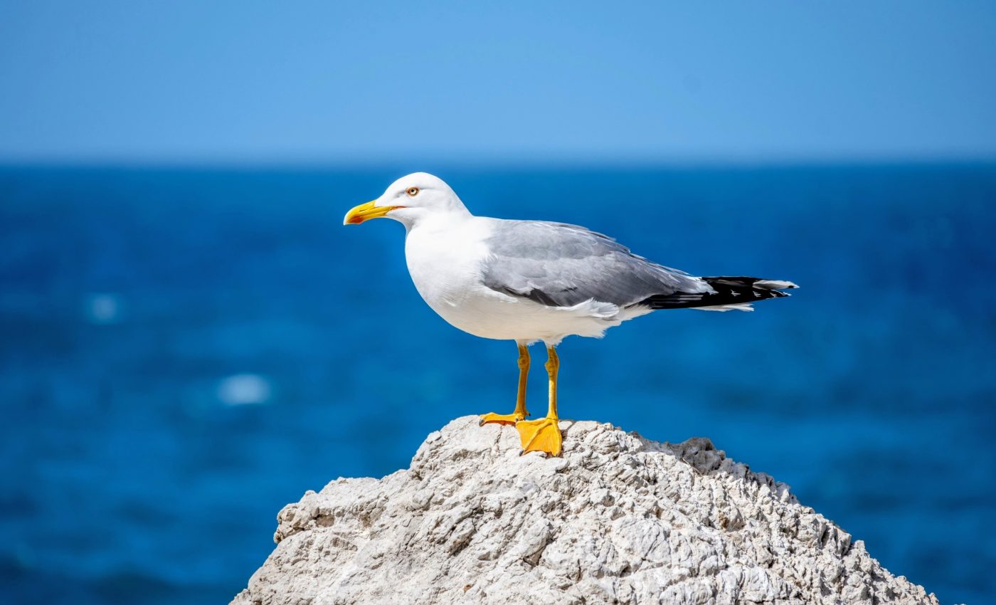 How ocean animals connect countries and continents