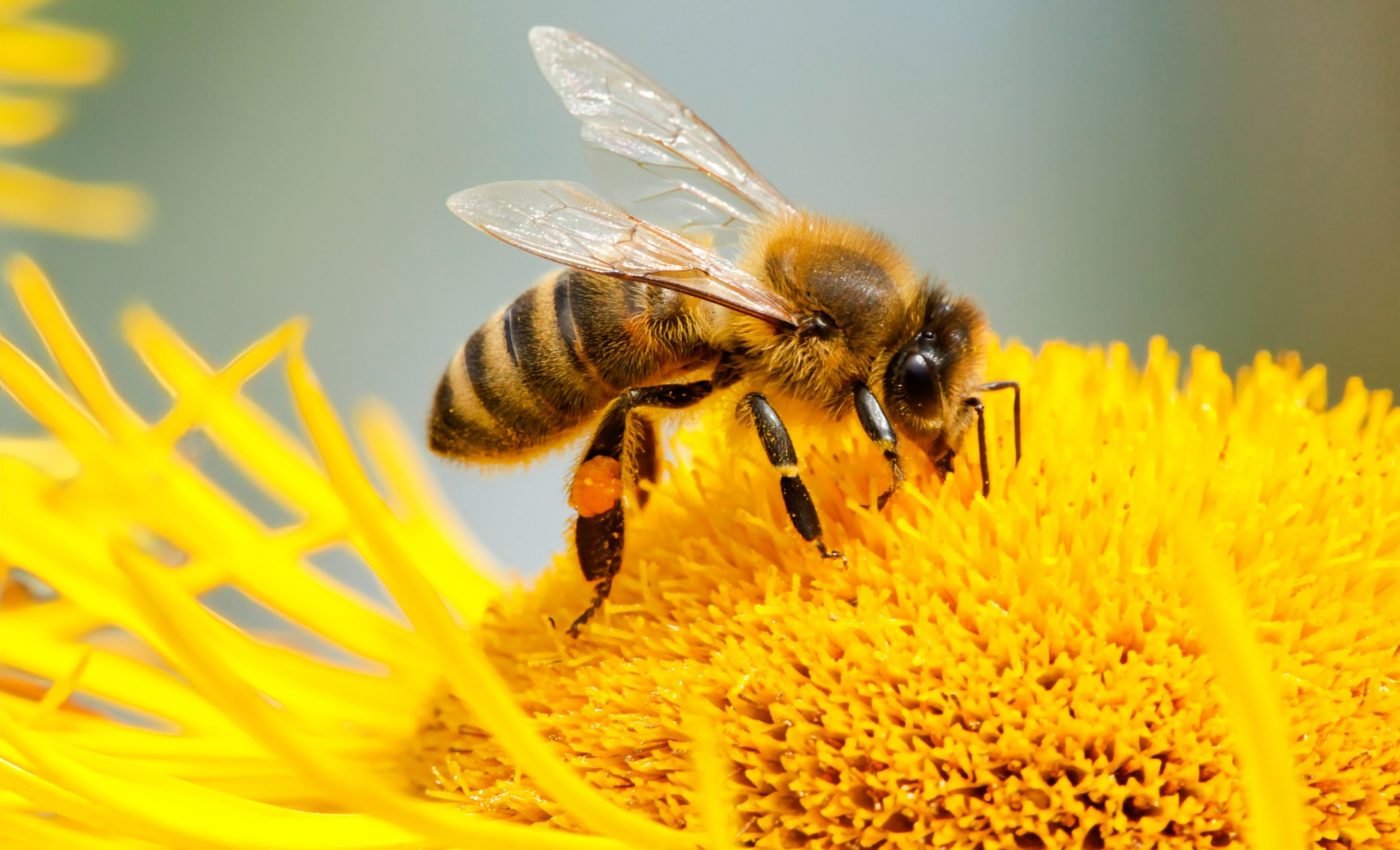 Rising heat, shrinking habitats: Insects face hidden threats