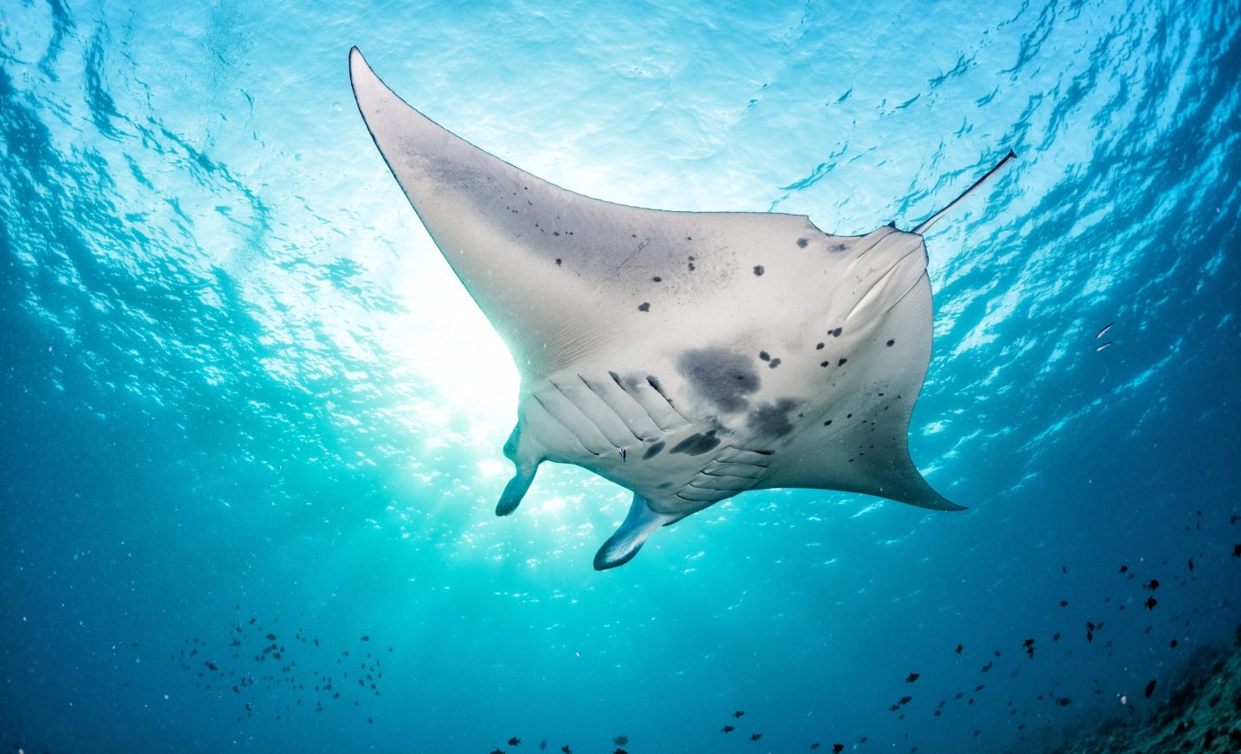 Offshore wind farms are now habitats for sharks and rays