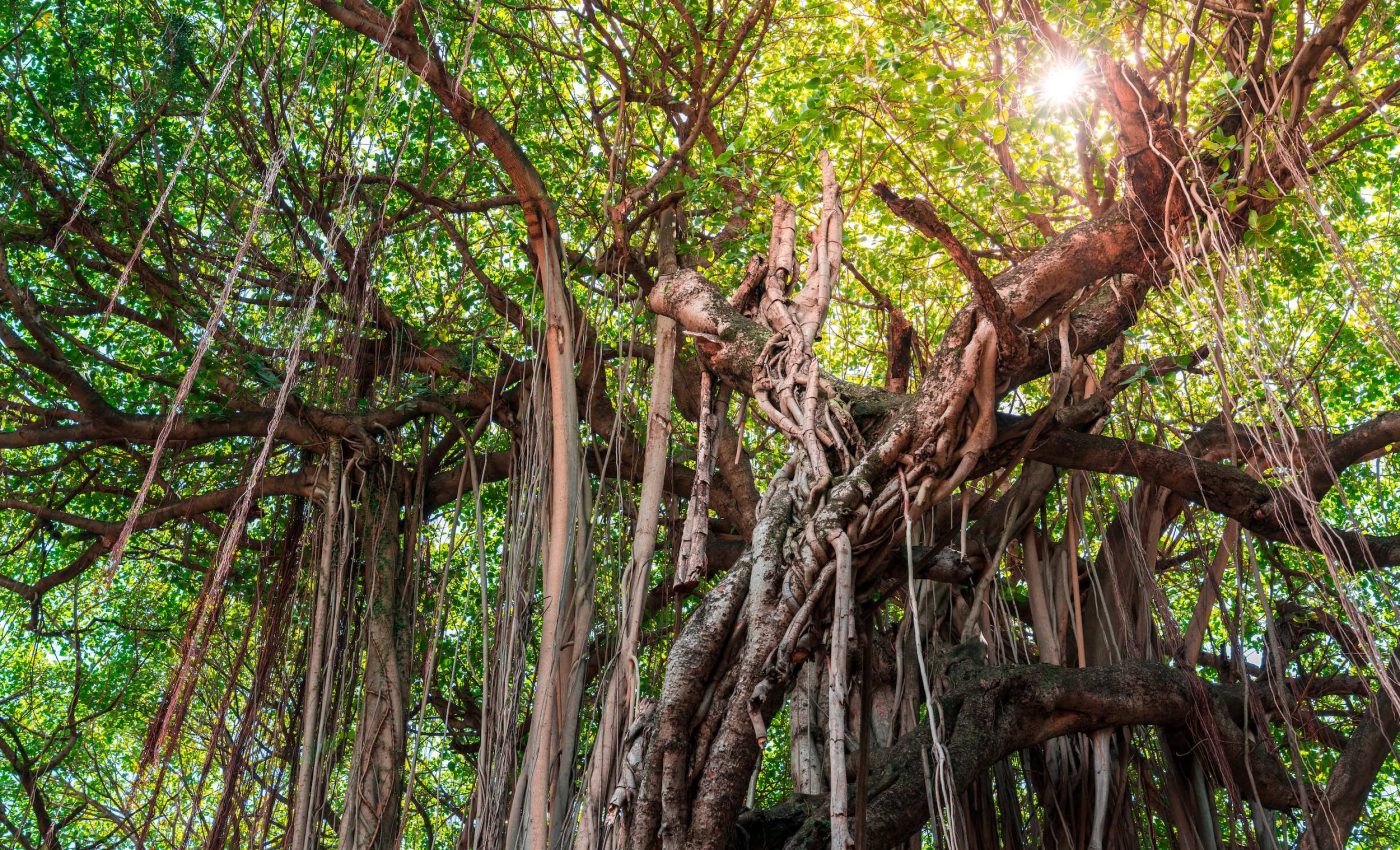 Lianas are choking tropical forests and disrupting carbon storage
