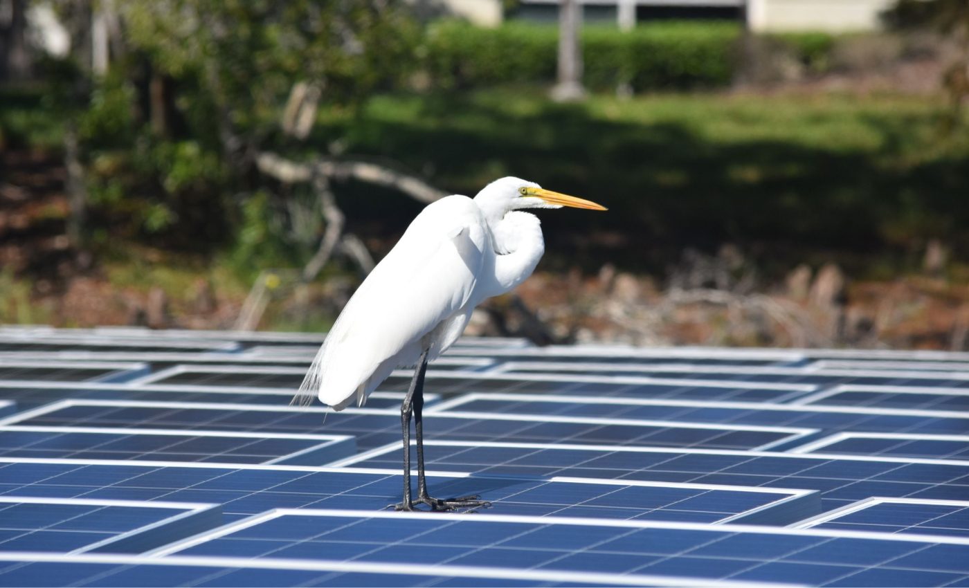 Floating solar panels affect bird habitats in unexpected ways