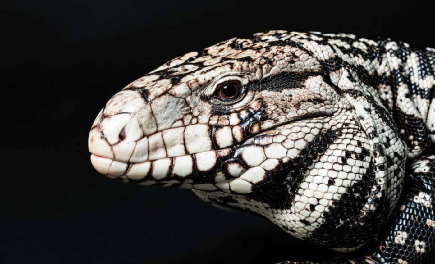 Ancient tegu lizard discovered in Florida using artificial intelligence