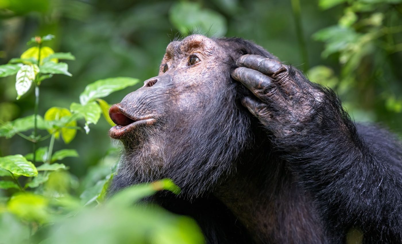 Chimpanzees mix vocal calls to create new meanings, like humans