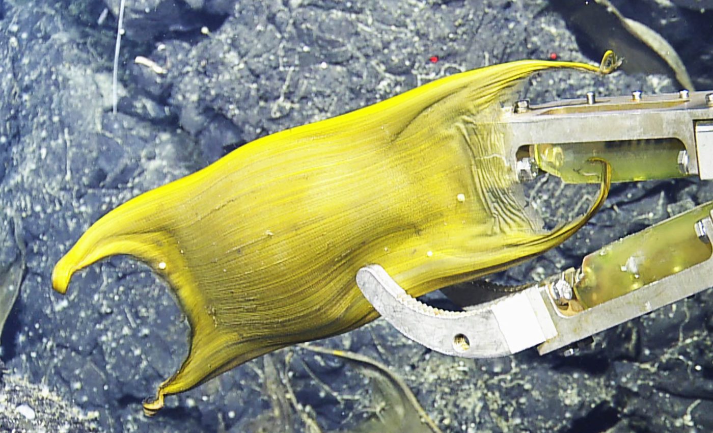 Underwater volcano becomes a natural incubator for thousands of live eggs