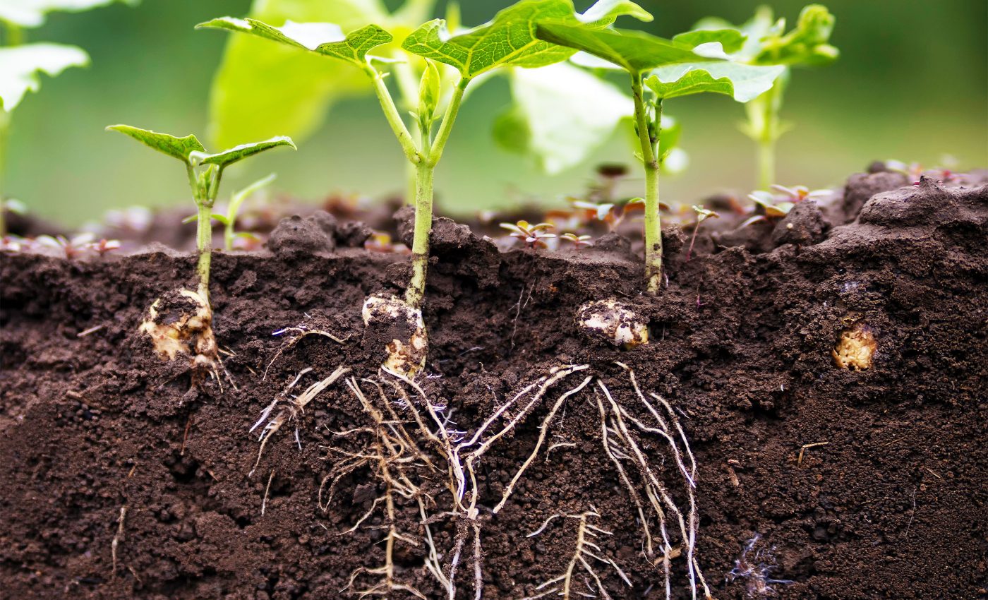 Scientists finally learn what makes plants grow faster and stronger