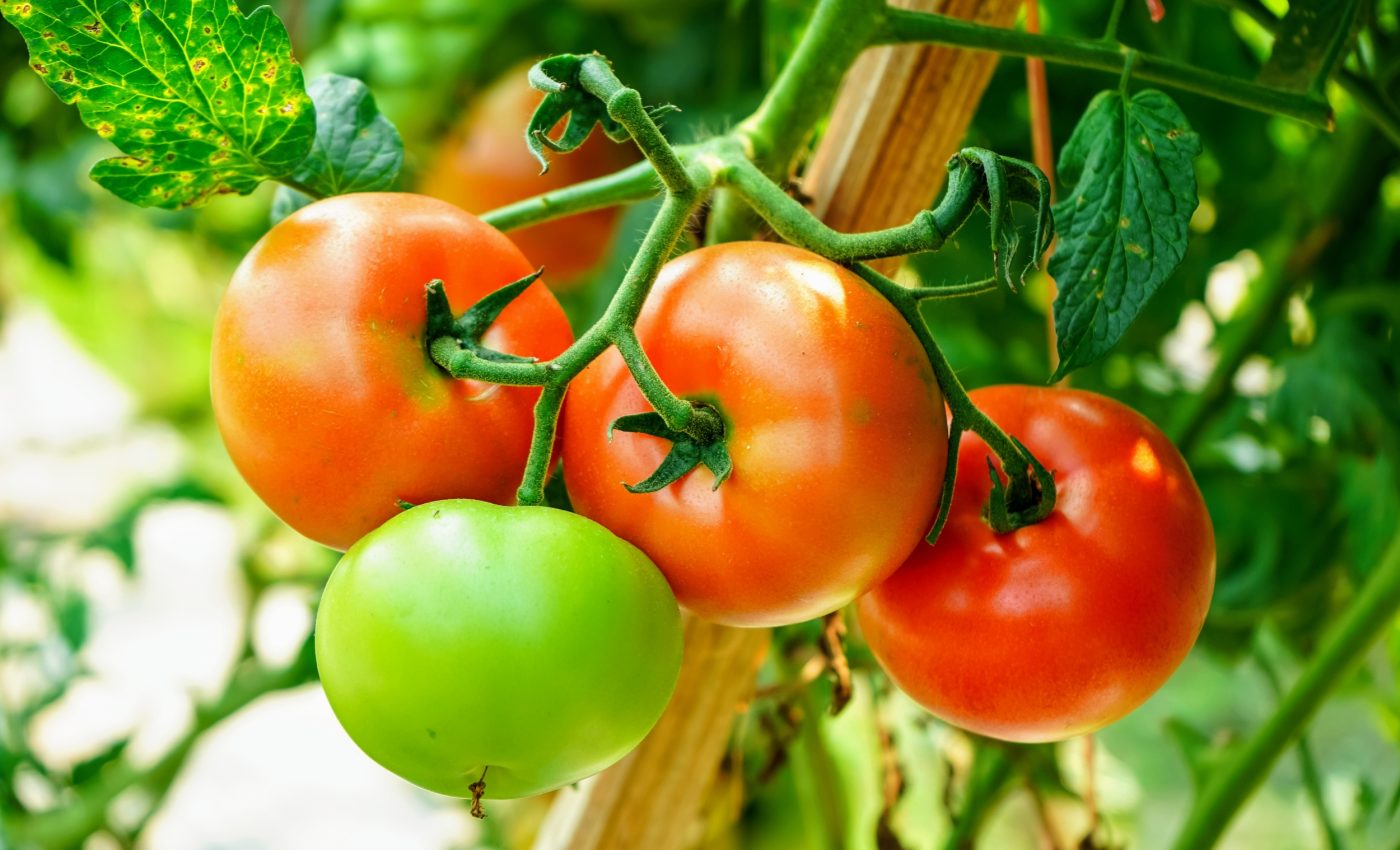 Ripening tomatoes may hold clues to delay human aging