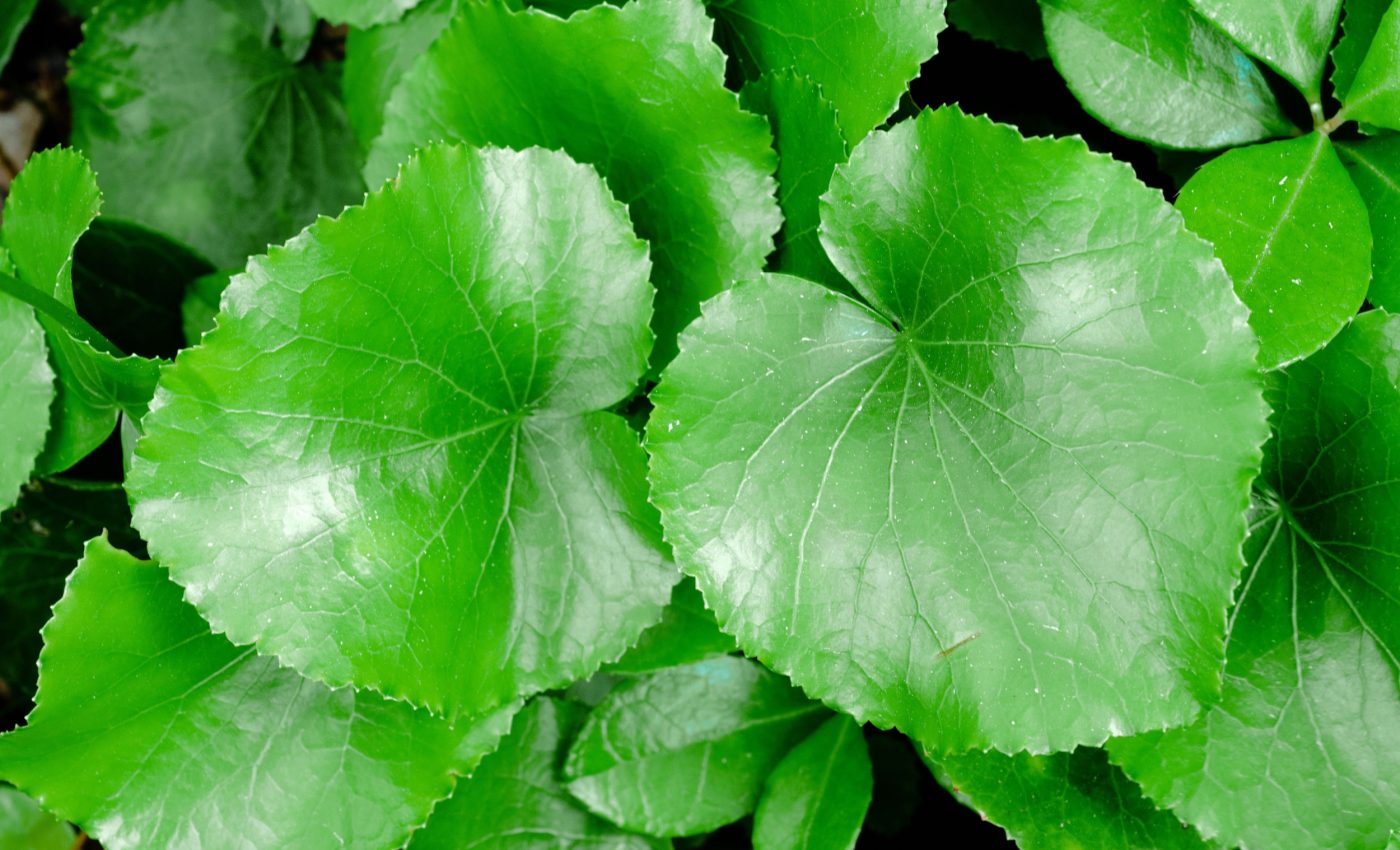 Plant chromosome glitch fast-tracks evolution