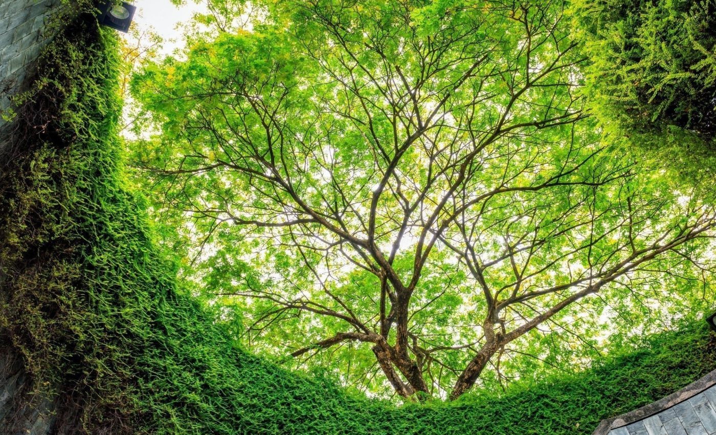 How trees decide between growing and breathing