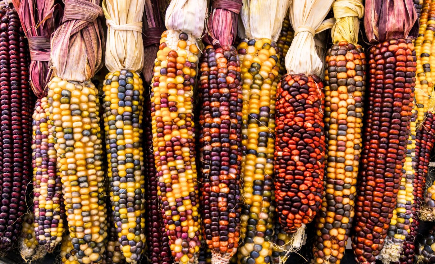 Forgotten indigenous crops could help solve modern climate issues