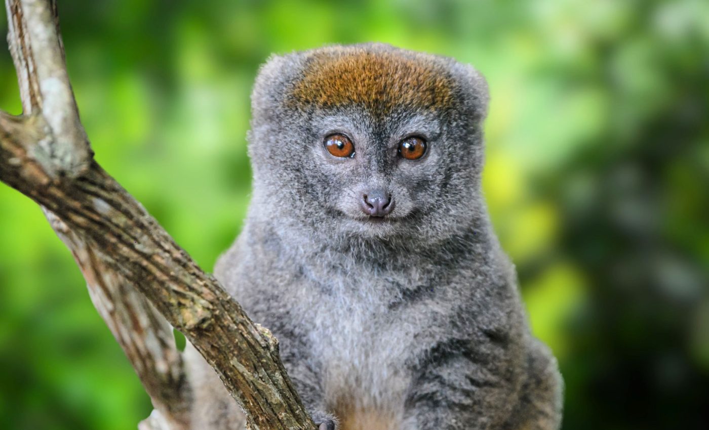 National Endangered Species Day: Protecting life on the brink