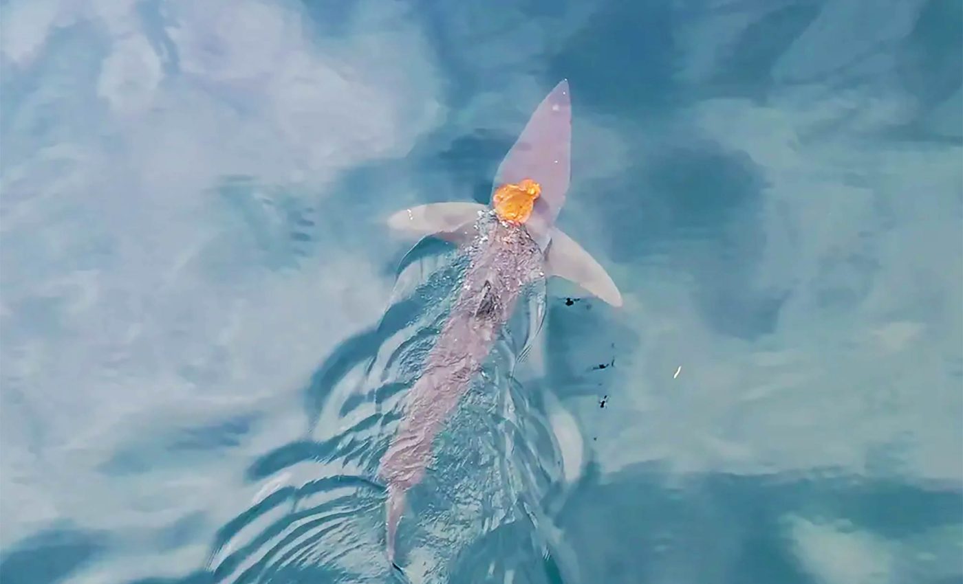 Octopus caught riding on the back of the world's fastest shark in the open ocean