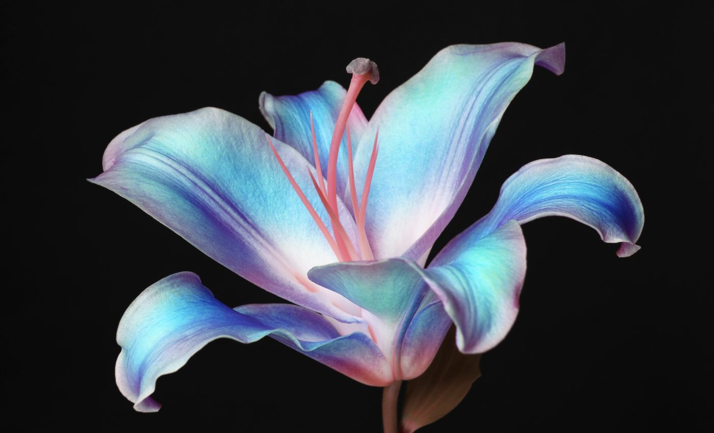 All living beings emit a subtle light that fades after death