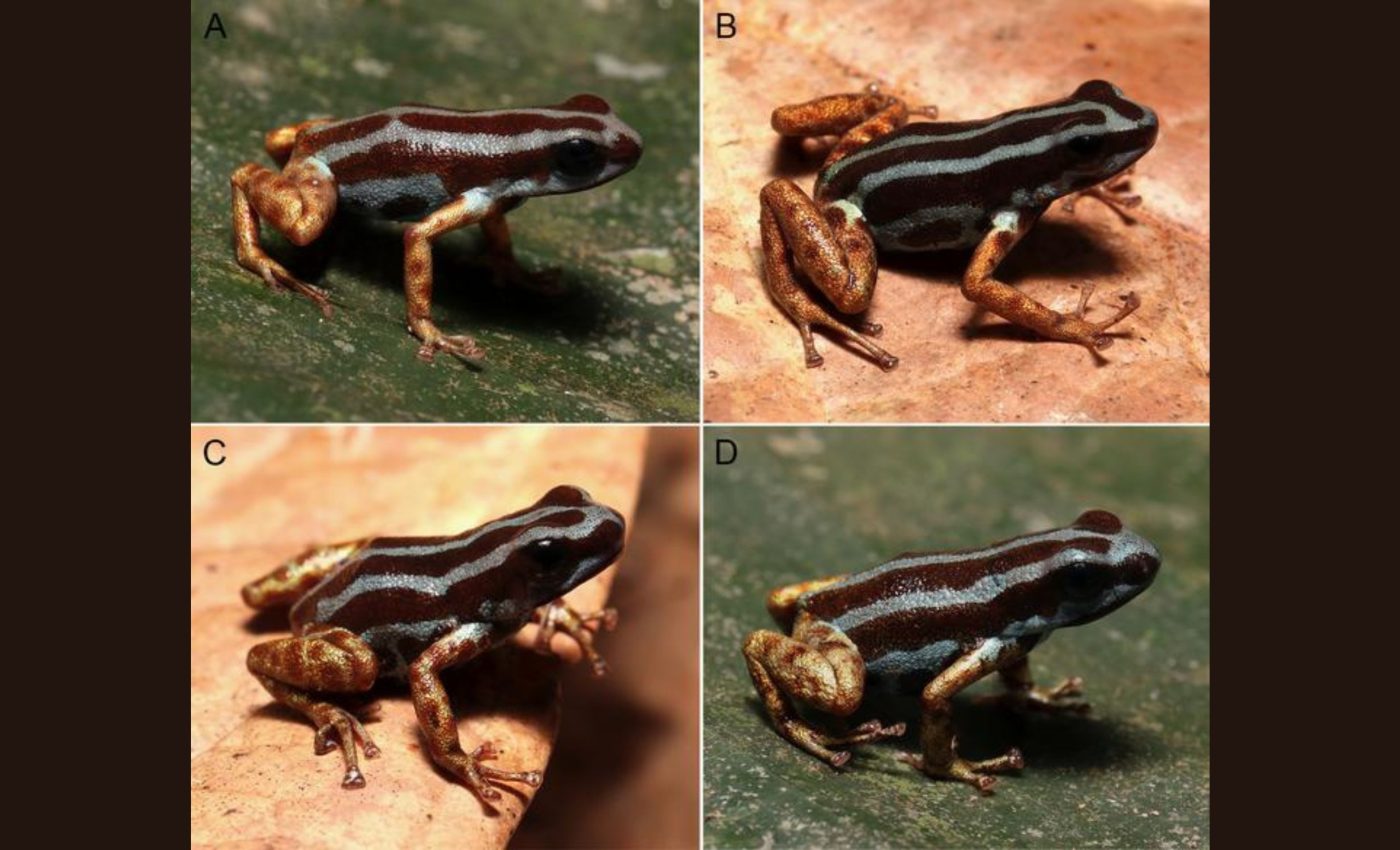 Blue frog with copper legs discovered in the Amazon rainforest