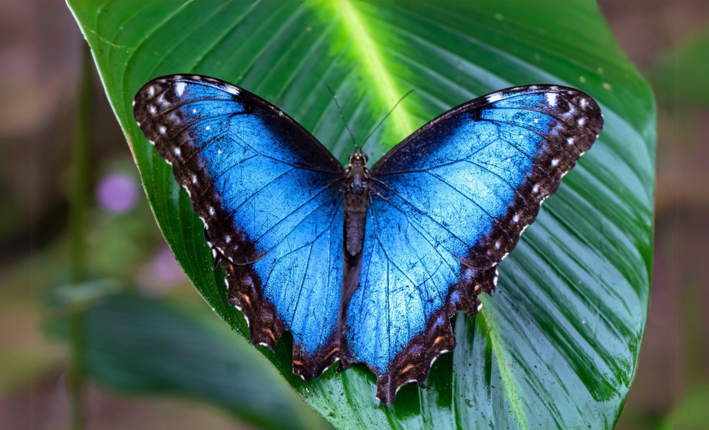 Butterfly hovering technique could revolutionize drone design