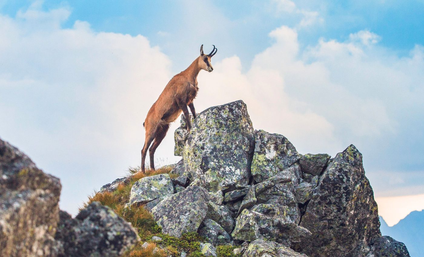 Most mountain species are actually adapting to warming instead of flirting with extinction