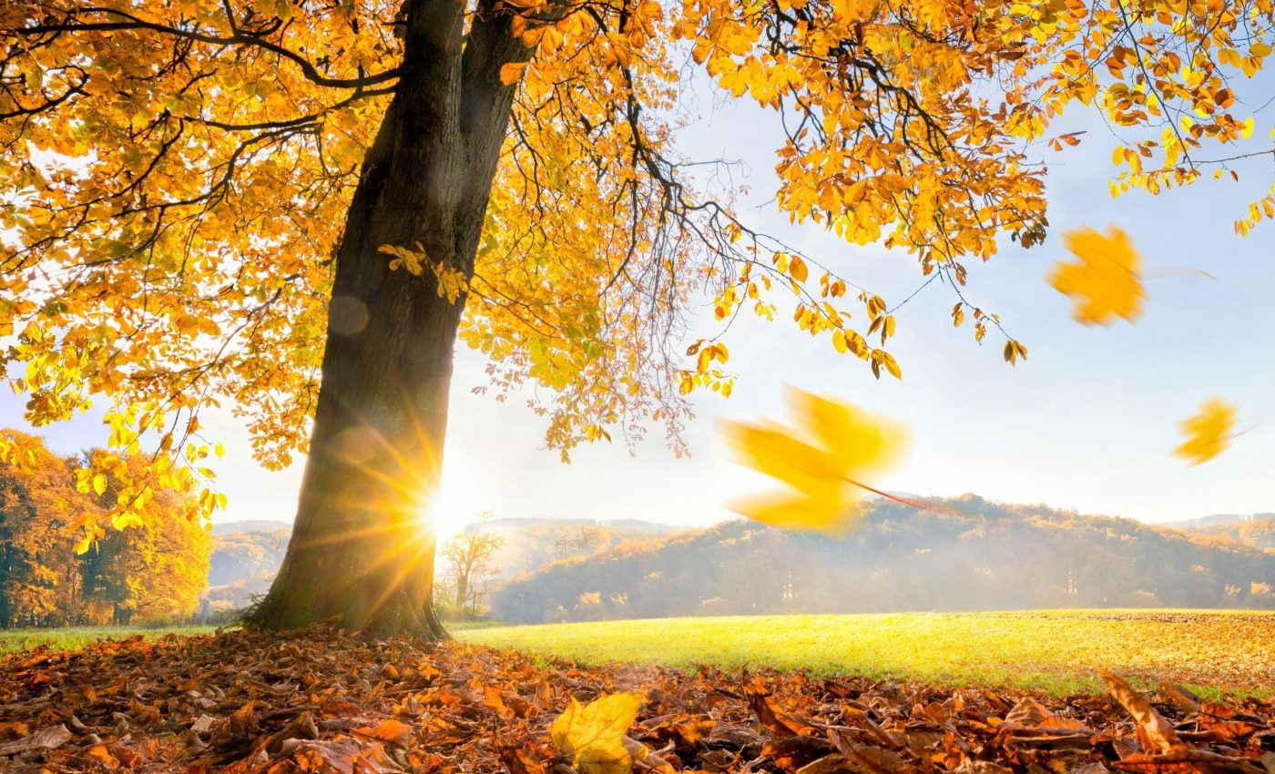 Leaf shape is a tree's secret weapon to reclaim nutrients